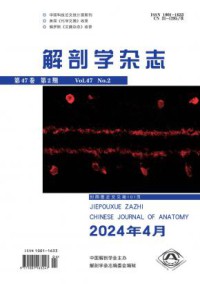 解剖学期刊
